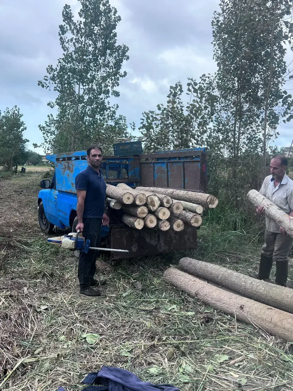 خرید چوب|خدمات باغبانی و درختکاری|رودسر, |دیوار