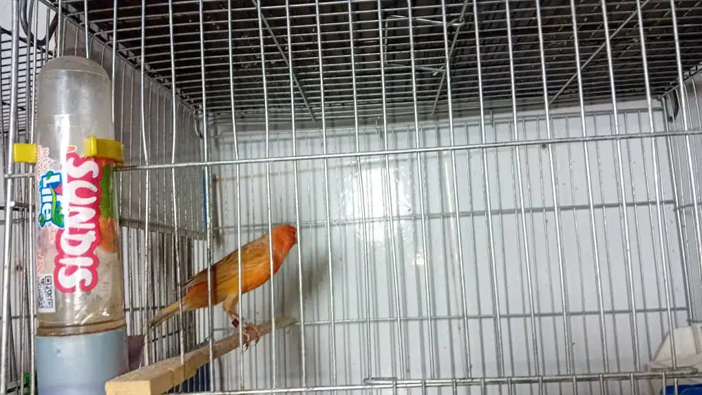 فروش قناری اوپال نر مست|پرنده|اندیمشک, |دیوار