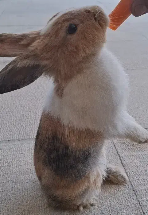 فروش خرگوش نر|موش و خرگوش|شهرکرد, |دیوار