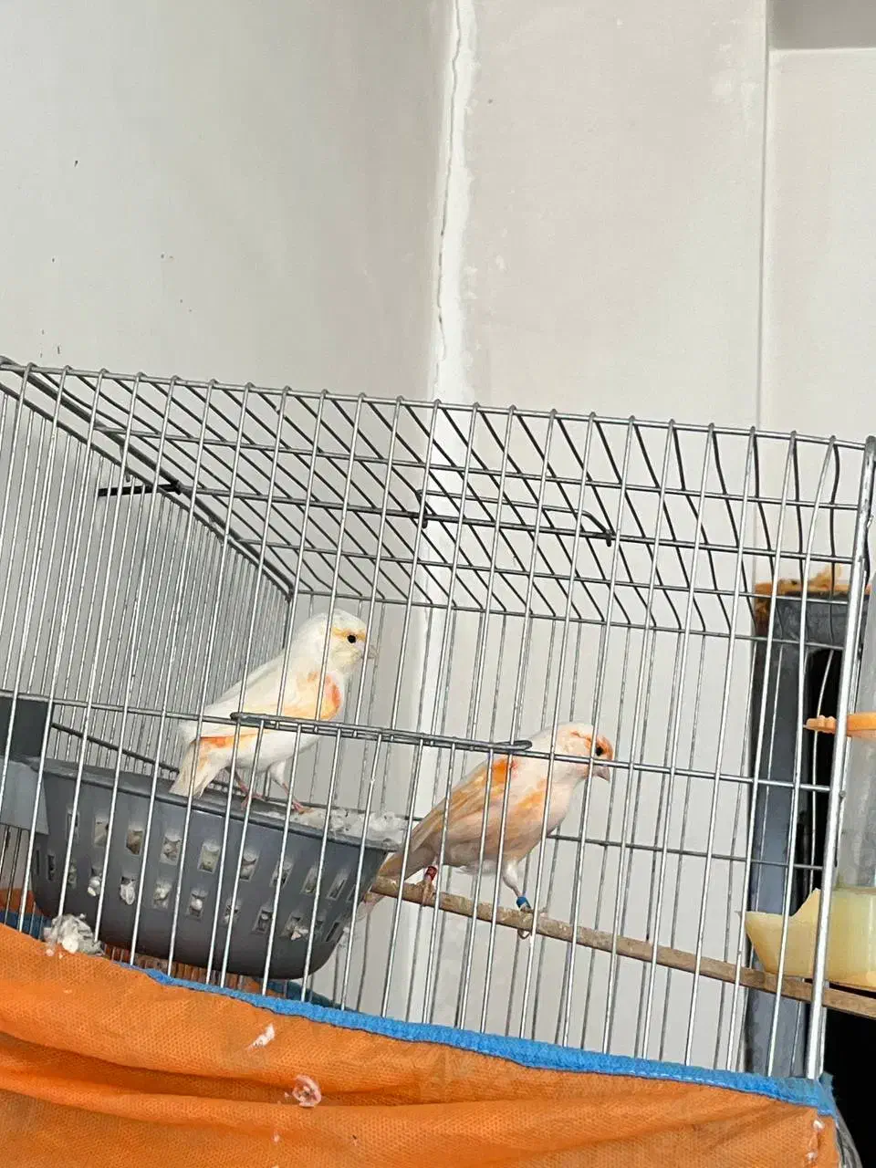 فروش قناری های پرورشگاه|پرنده|قیدار, |دیوار