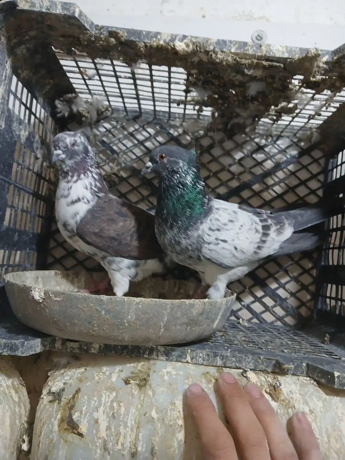 گبوتر|پرنده|نسیمشهر, |دیوار