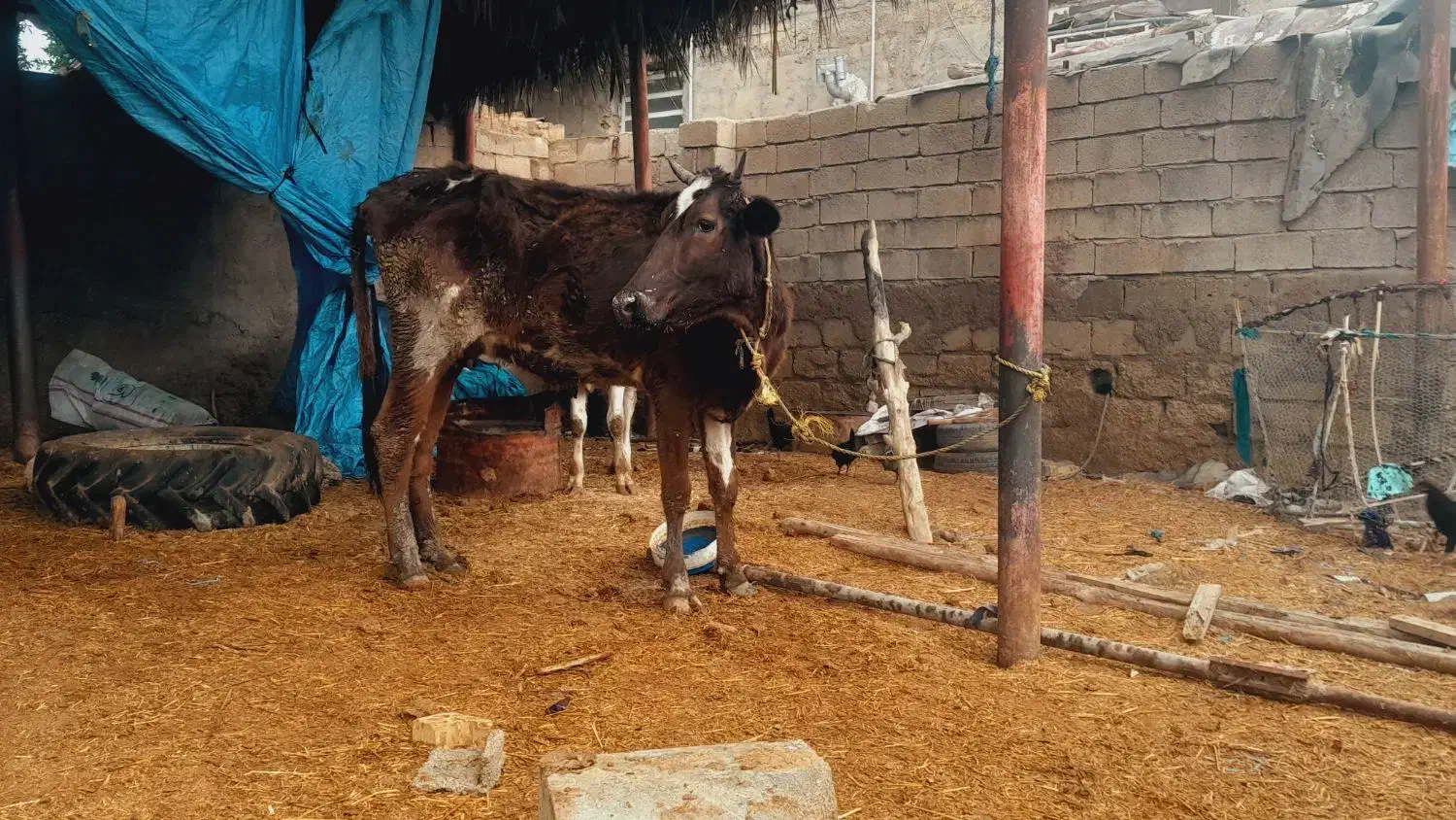 گاو.  وگوساله ماده|حیوانات مزرعه|حمیدیه, |دیوار