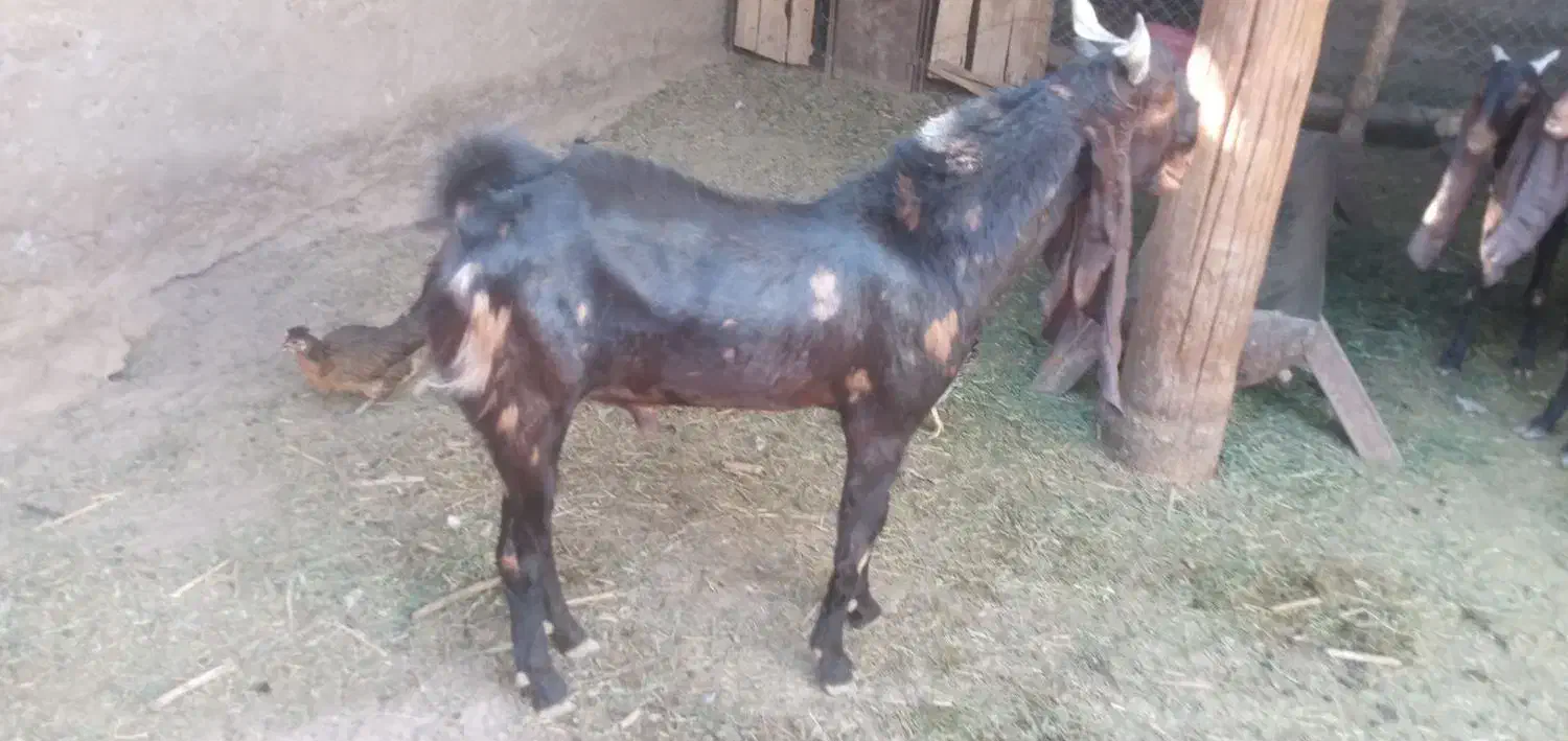 کهر نرکاموری|حیوانات مزرعه|ماهان, |دیوار