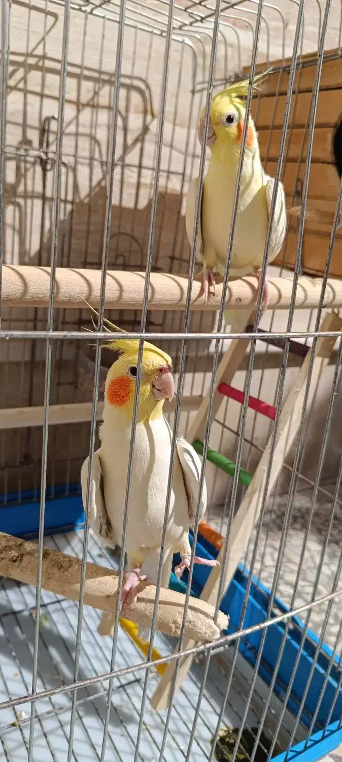 عروس هلندی مولد|پرنده|نورآباد, |دیوار