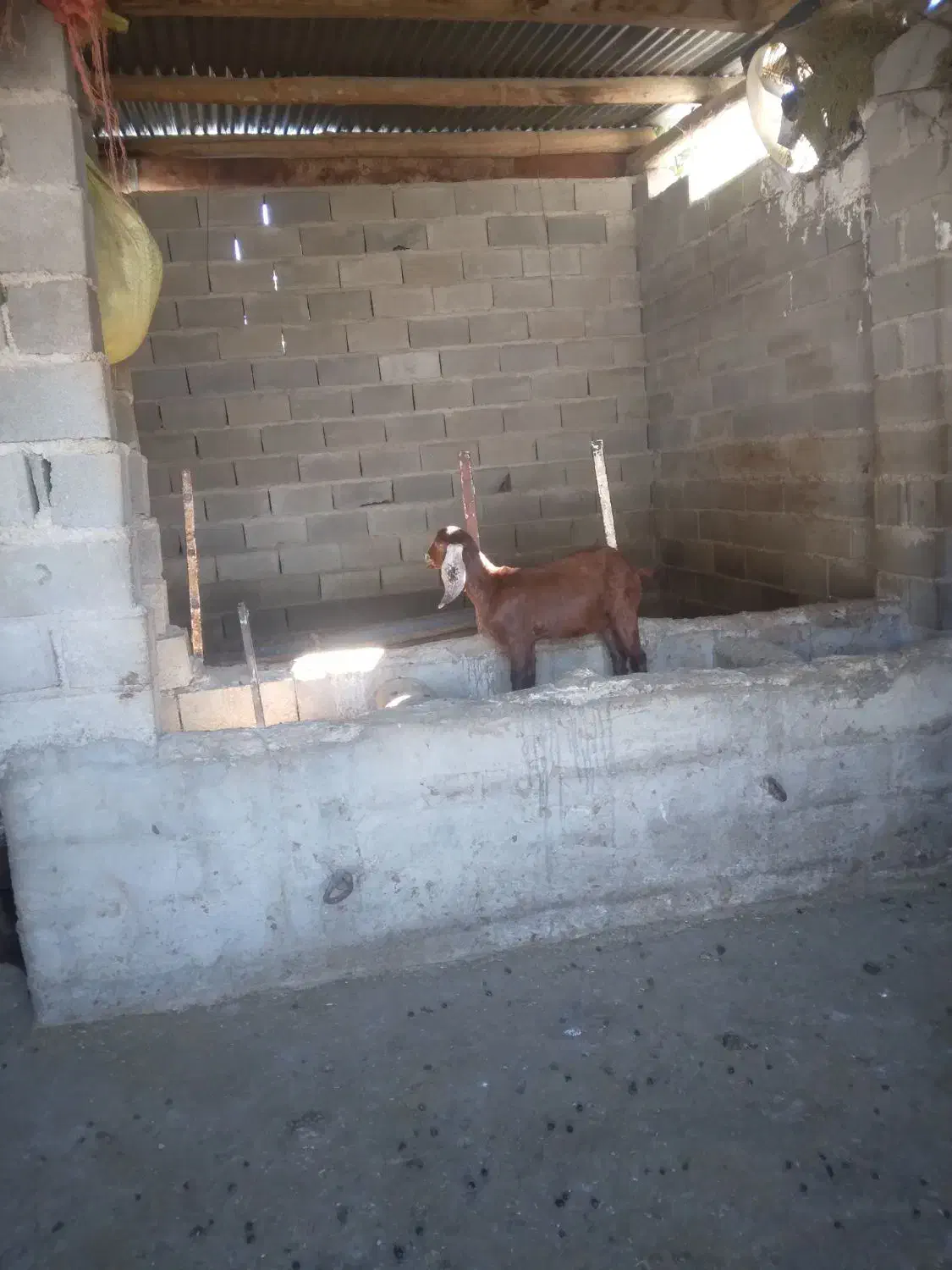 بزغاله پاکستانی مخصوص داشتی|حیوانات مزرعه|کلاله, |دیوار