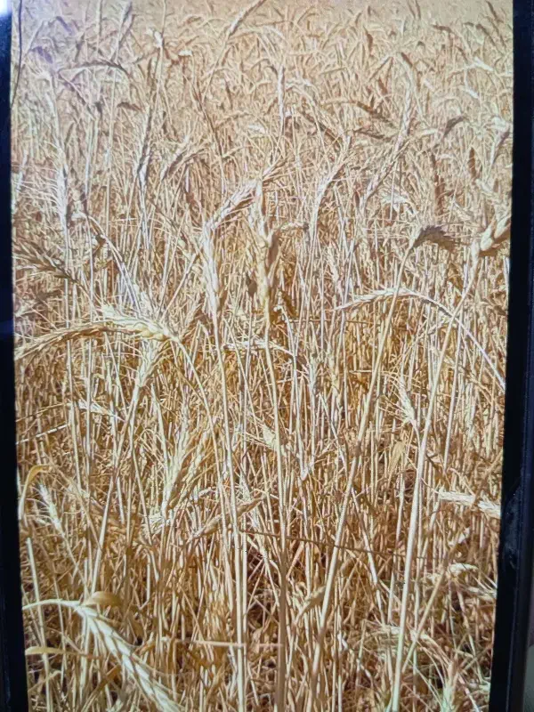 کاه گندم درجه یک خرمنکوب بادی|لوازم جانبی حیوانات|سنندج, |دیوار