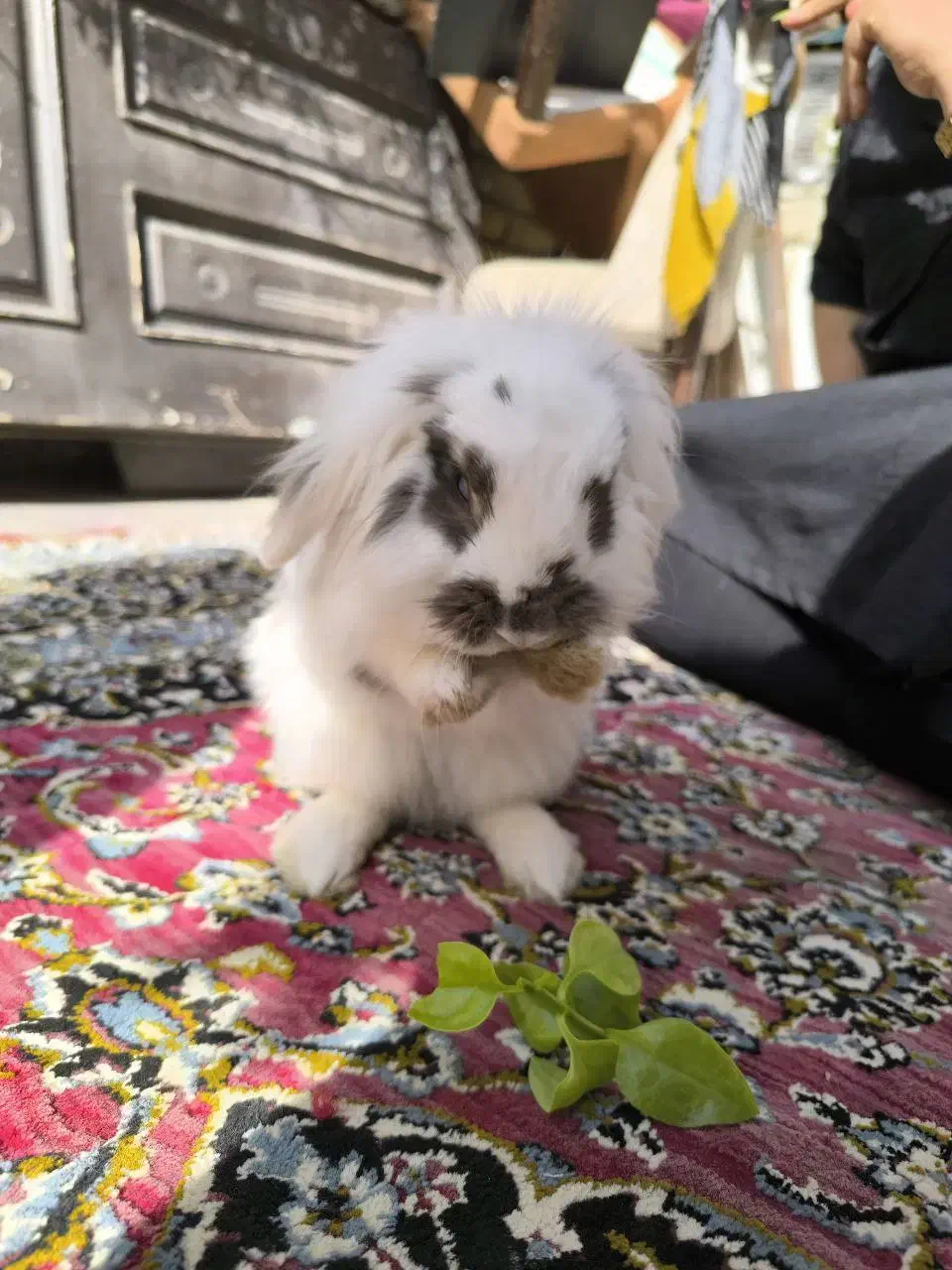 خرگوش لوپ|موش و خرگوش|ورامین, ورامین|دیوار