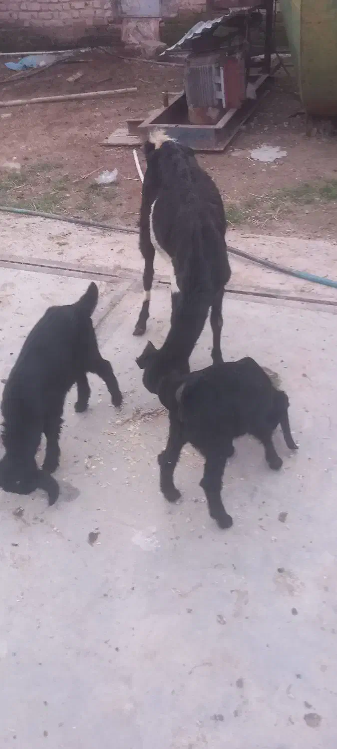 2500000|حیوانات مزرعه|داراب, |دیوار