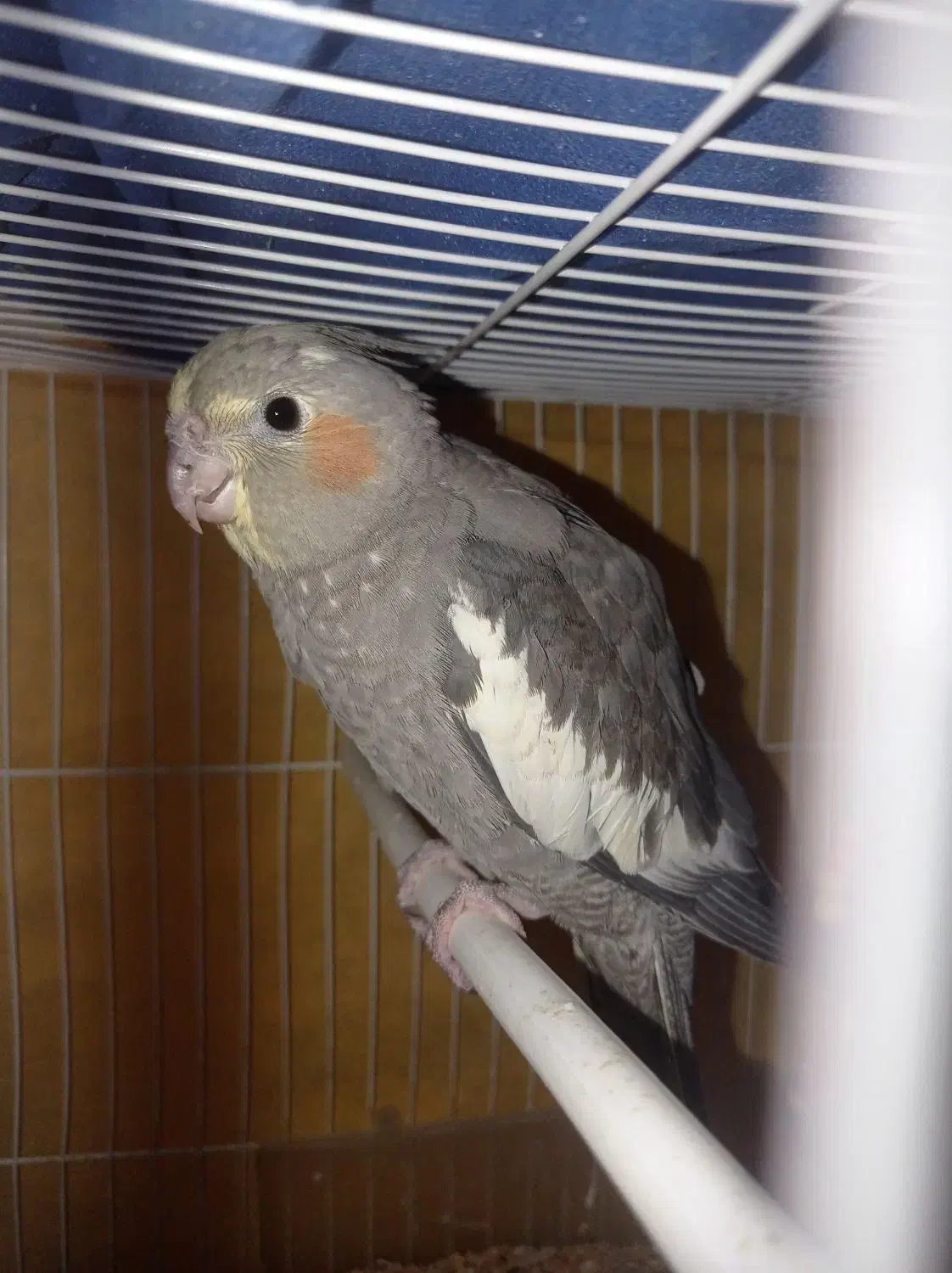 عروس هلندی|پرنده|مشهد, ویلاشهر|دیوار