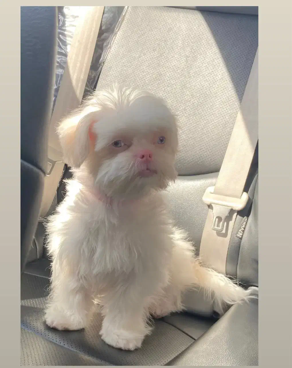 شیتزو سفید چشم آبی|سگ|سیرجان, |دیوار