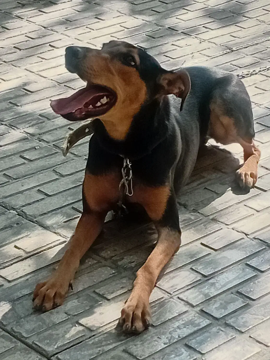 سگ دوبرمن بارگ خونی بالا|سگ|کرمانشاه, |دیوار