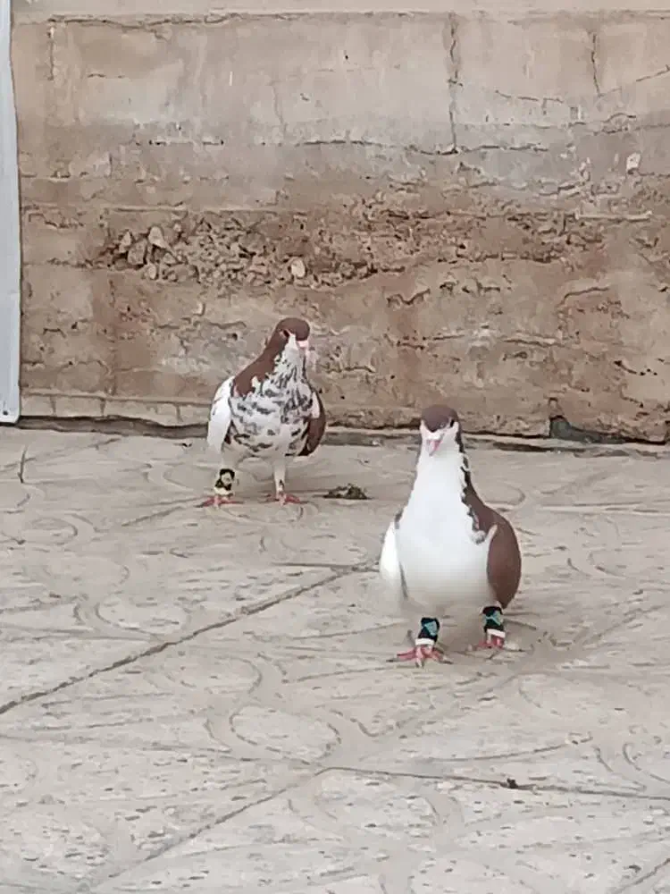 کبوتر شهری|پرنده|کوار, |دیوار