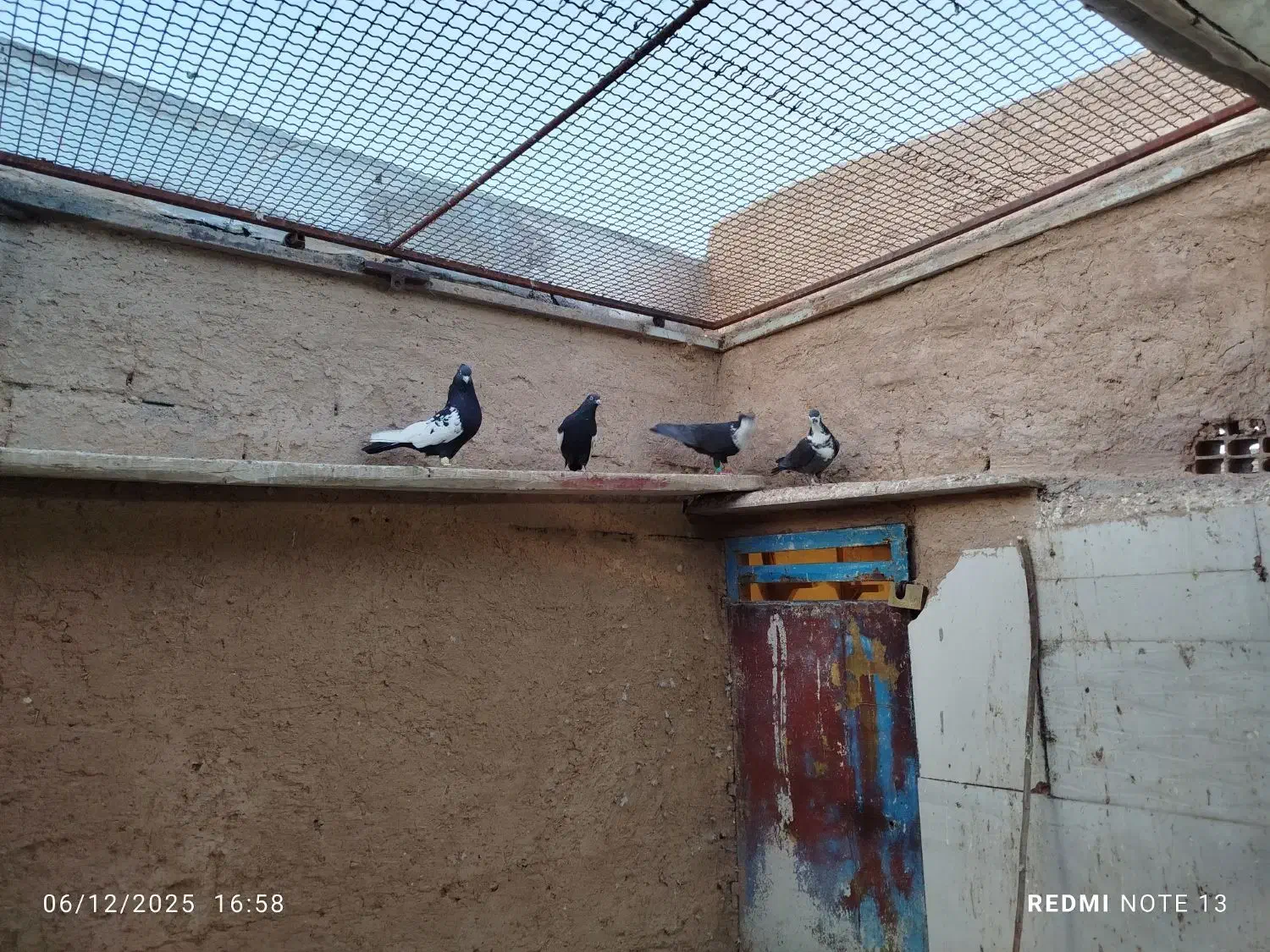 چهار جفت کفتر نر ماده شهر بهبهانی|پرنده|شیراز, قلات|دیوار