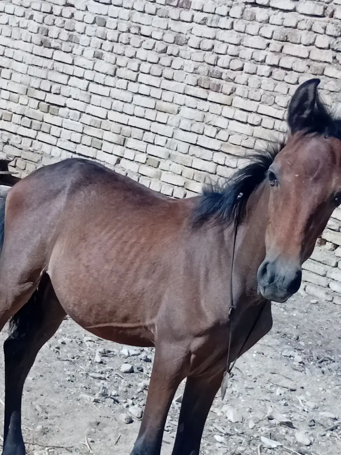 کره اسب عرب سرحال معروف|اسب و تجهیزات اسب‌سواری|شازند, |دیوار