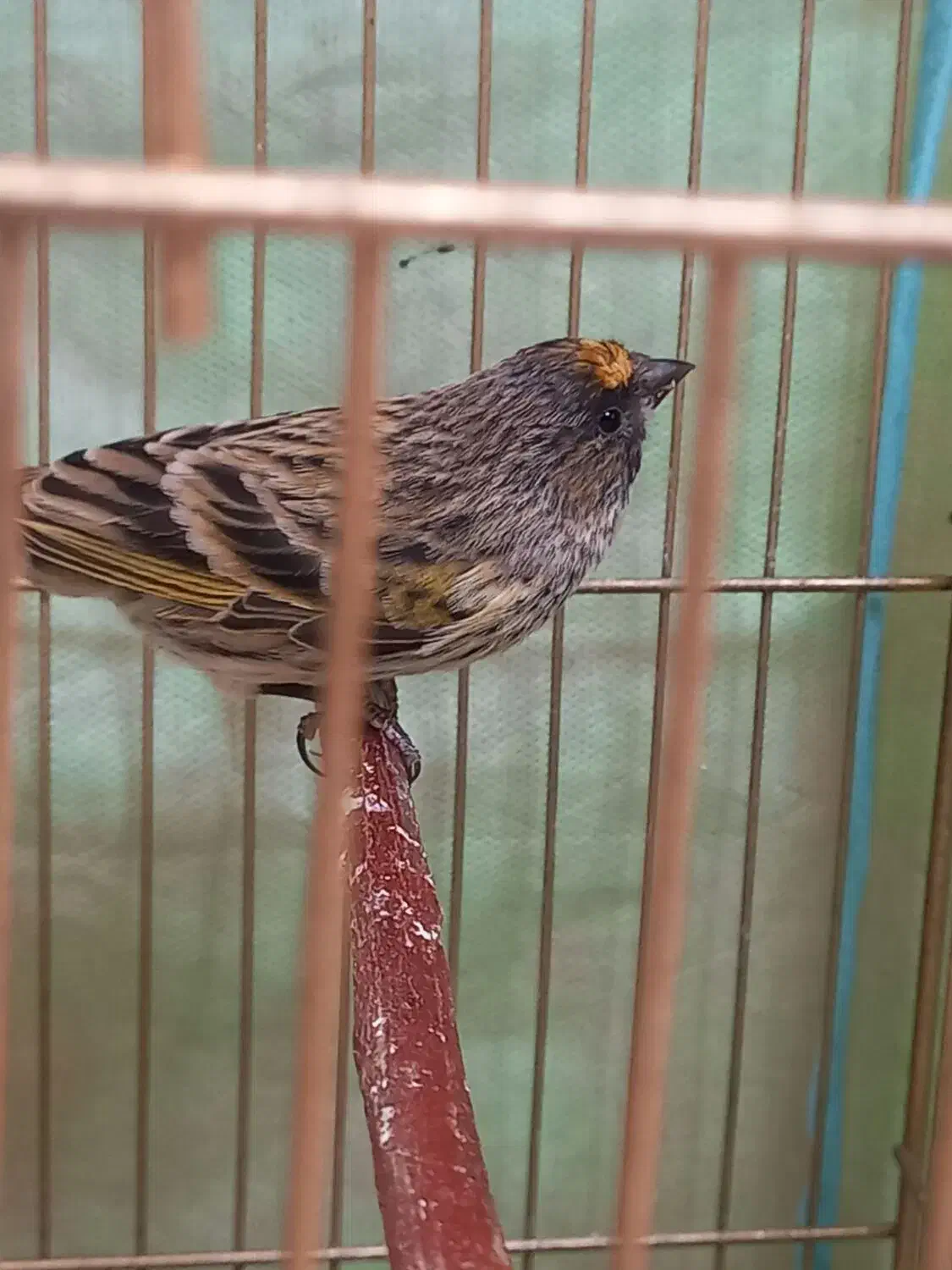 سهره|پرنده|اسفرورین, |دیوار