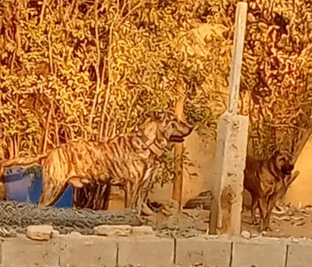 سگ ماده سرابی کانال درجه یک سه سالشه|سگ|باقرشهر, |دیوار