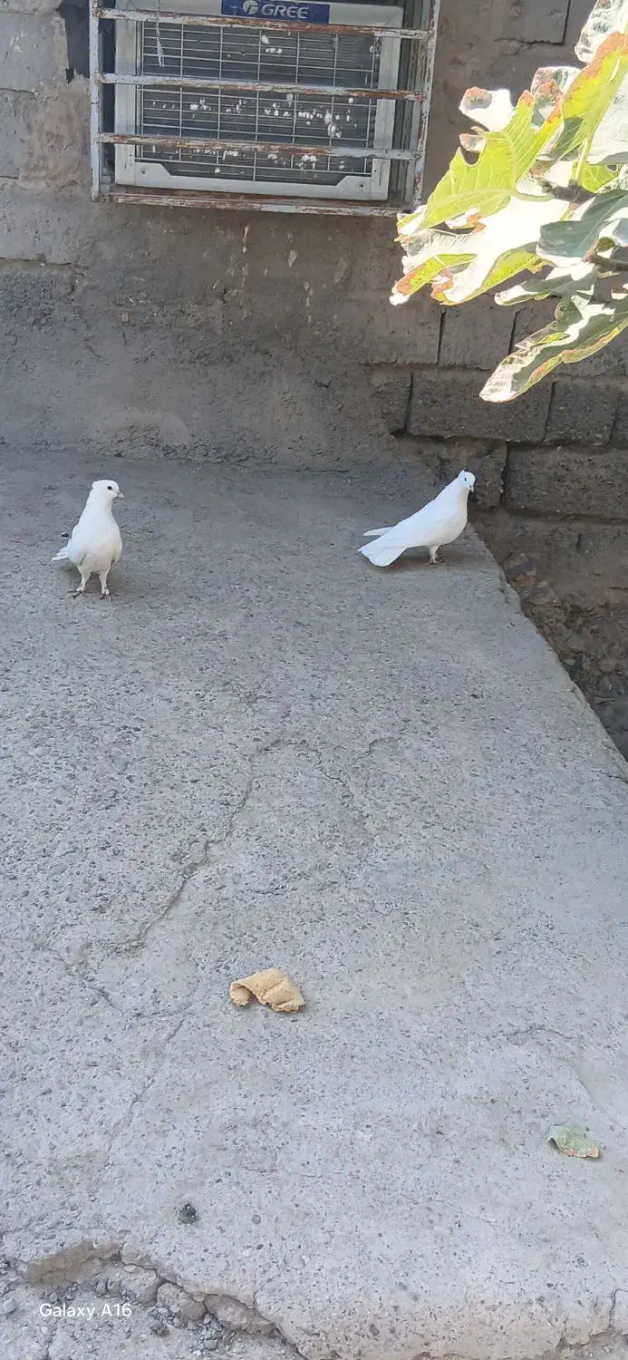 سلام جفت سفید کلاهی قلمپر سرحال|پرنده|عنبرآباد, |دیوار