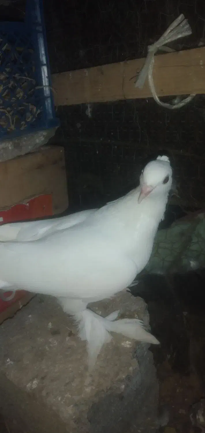 کبوترپرشی|پرنده|املش, |دیوار