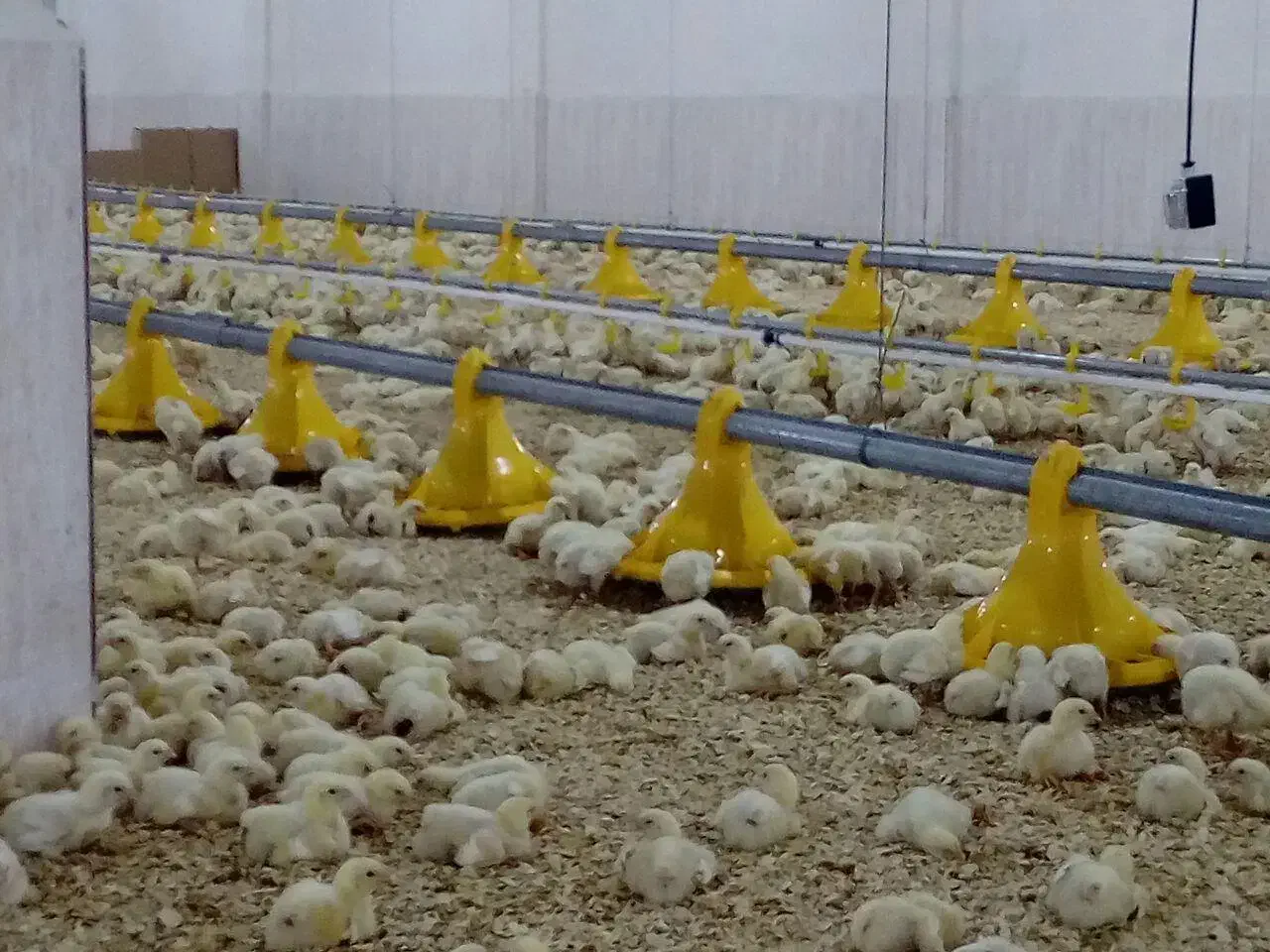 جوجه ۱روز گوشتی با وزندهی بالا|حیوانات مزرعه|علی‌آباد کتول, |دیوار