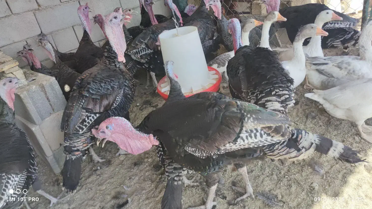 بوقلمون برنز محلی|حیوانات مزرعه|شاهرود, |دیوار