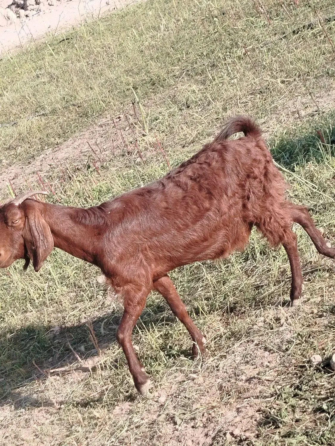 فروش دوتا که ه جفت دوقلو دوتا بز|حیوانات مزرعه|داراب, |دیوار