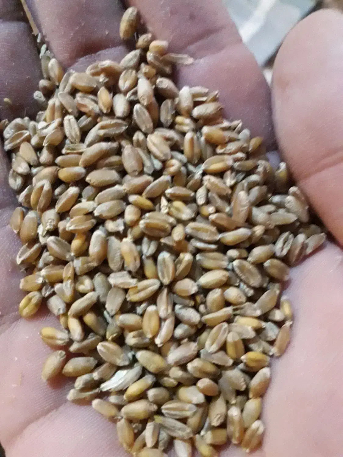 بذر گندم ال جی ۵LJ5 درجه یک|خدمات باغبانی و درختکاری|اردبیل, |دیوار