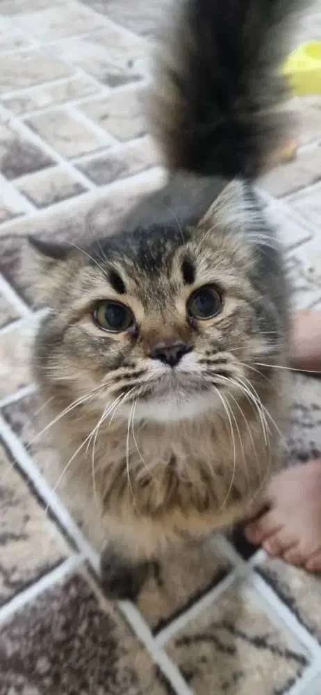 گربه شورت هِیر|گربه|سیرجان, |دیوار