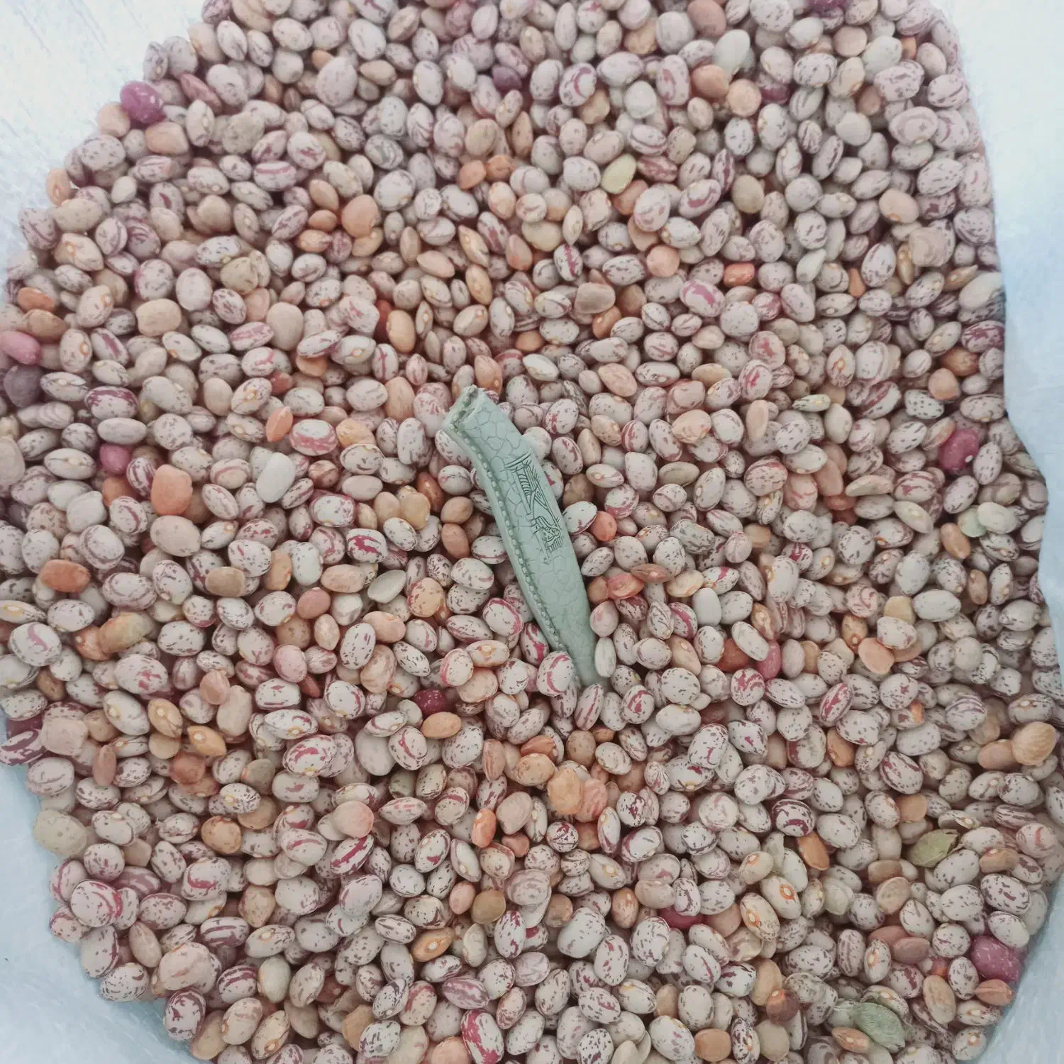 لوبیا چیتی|عمده‌فروشی|سده (فارس), |دیوار