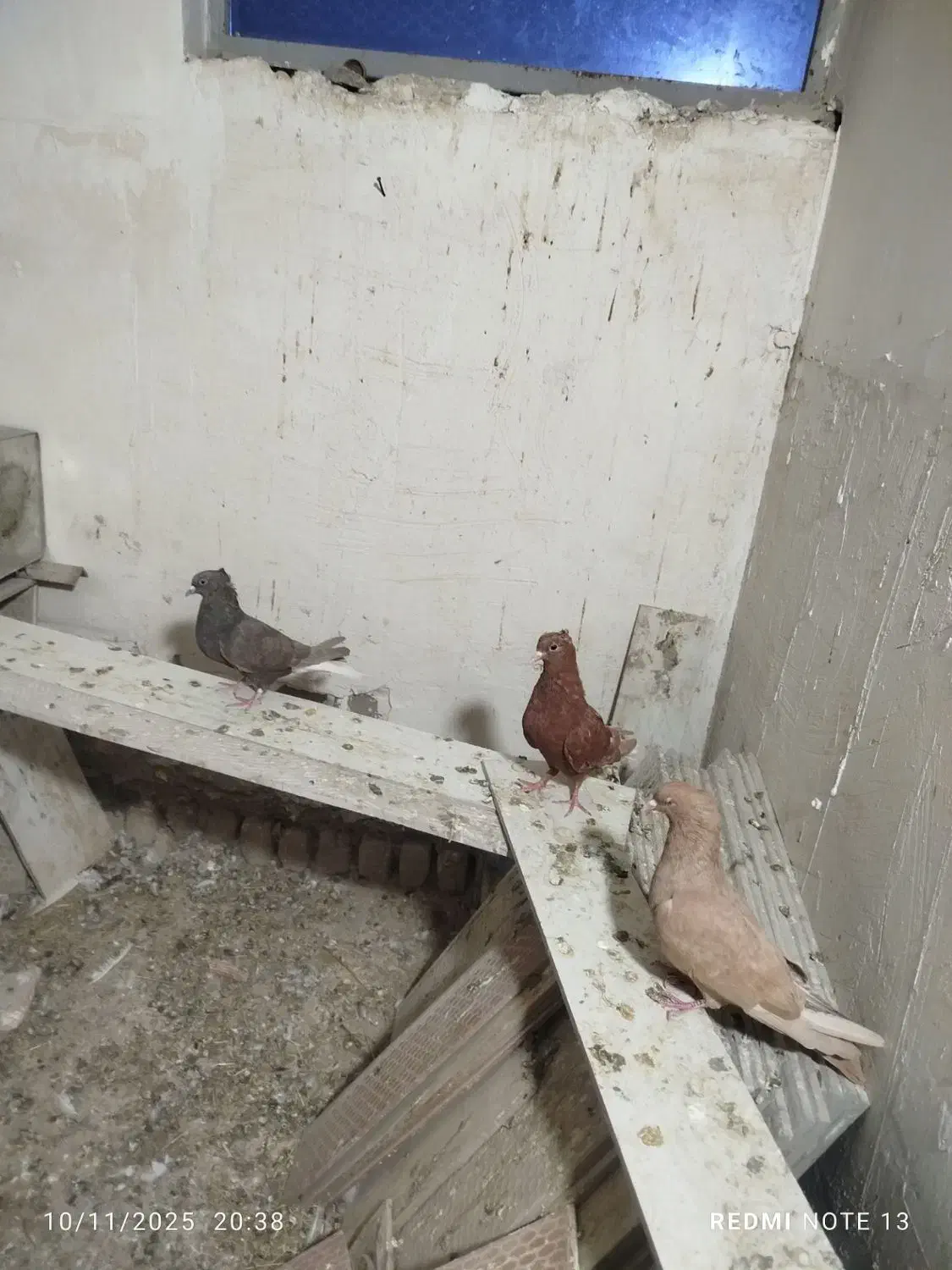 چند عدد کبوتر رنگی دم سفید|پرنده|خرم‌آباد, |دیوار