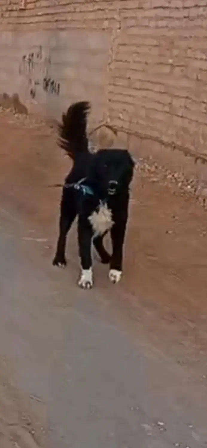 سگ قدریجونی و ژرمن|سگ|مرودشت, رودبال|دیوار