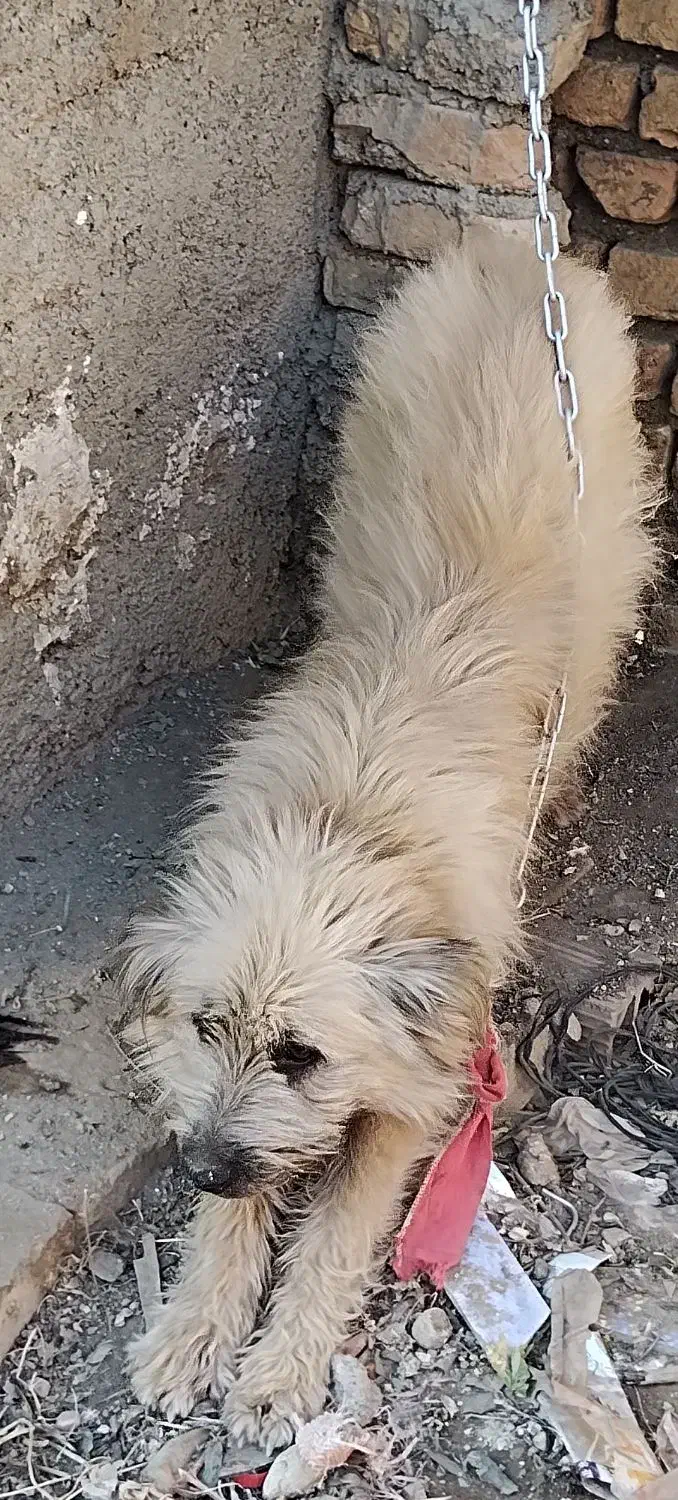 سگ.|سگ|جلین, |دیوار