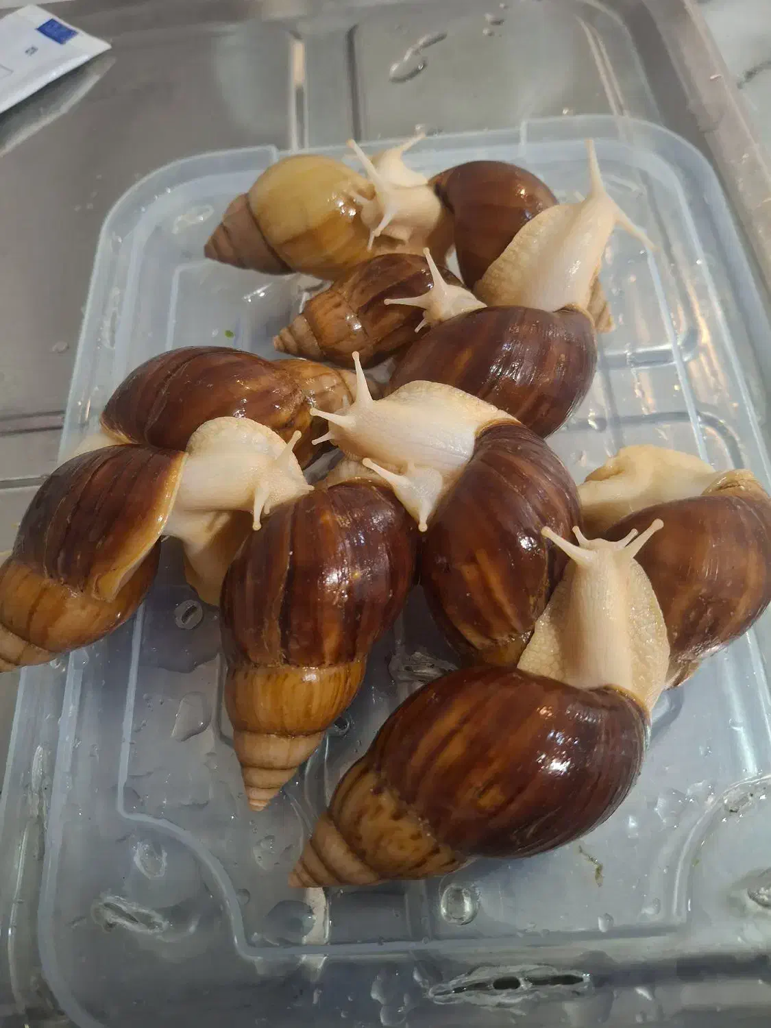 حلزون|خزنده|شهریار, شهرک شاهد|دیوار