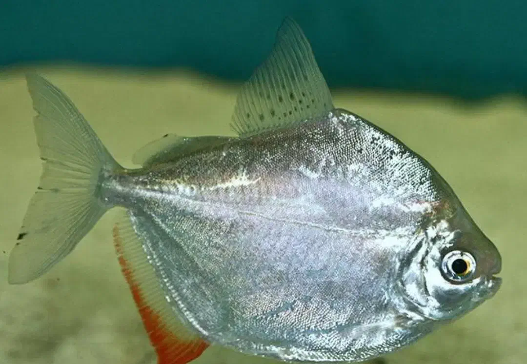 ماهی سیلور دالر|ماهی|میاندوآب, |دیوار