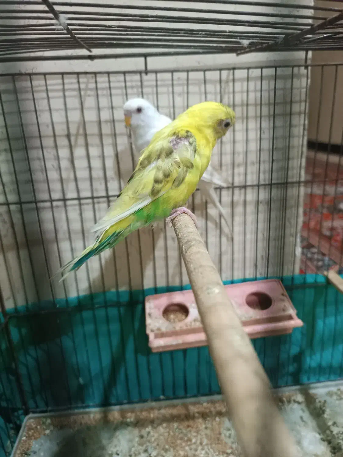 مرغ عشق|پرنده|مسجد سلیمان, |دیوار