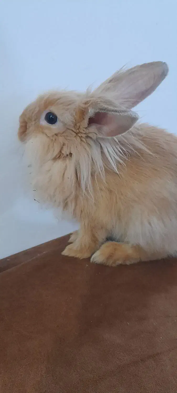 خرگوش‌های لوپ اصل هلندی|موش و خرگوش|اهواز, کوروش|دیوار