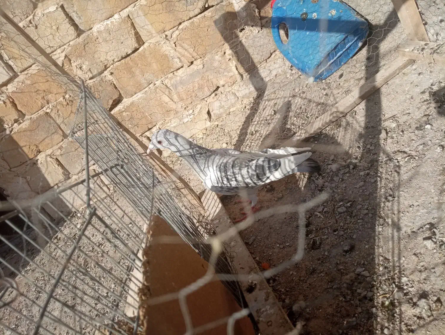 مینا شامی|پرنده|تربت‌حیدریه, اندیشه|دیوار