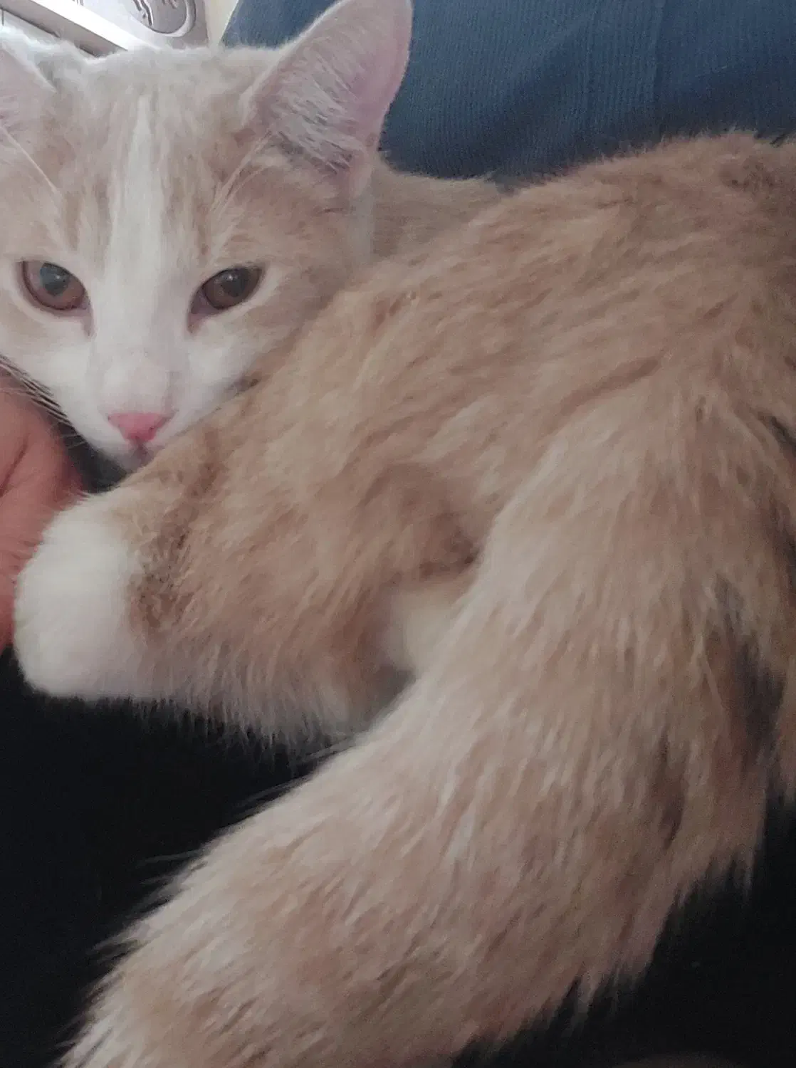 گربه گمشده|گربه|هشتگرد, شهرک ریحانه|دیوار