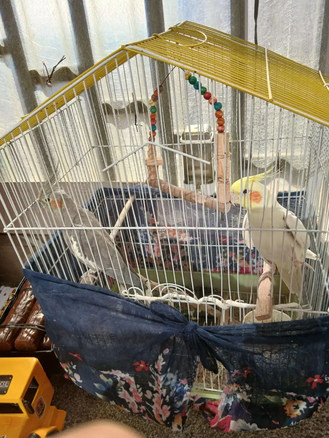 عروس هلندی|پرنده|محمدشهر, شهرک پیام (مهرالبرز)|دیوار