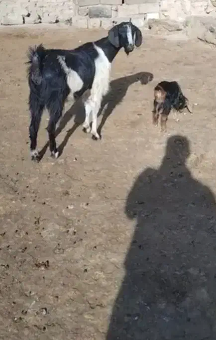 فروش بز جوان|حیوانات مزرعه|سقز, |دیوار