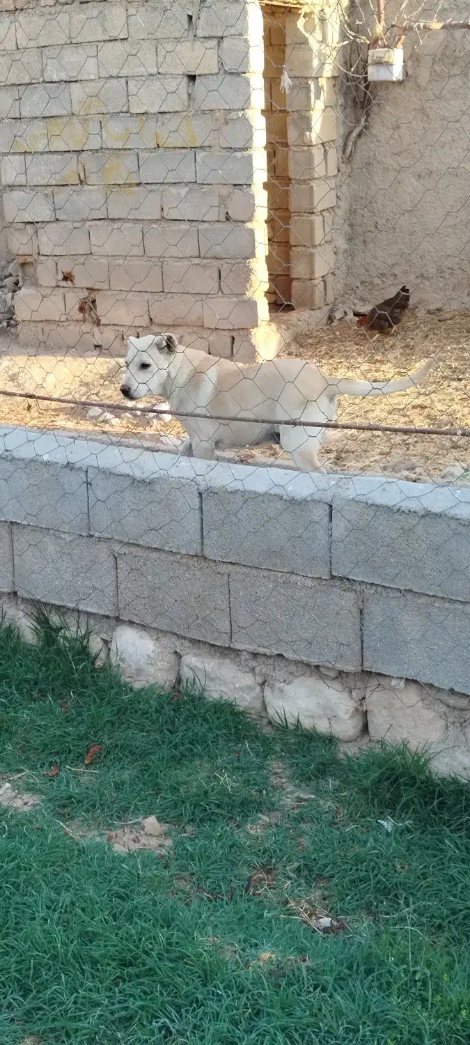 توله نر خراسانی|سگ|آشخانه, |دیوار