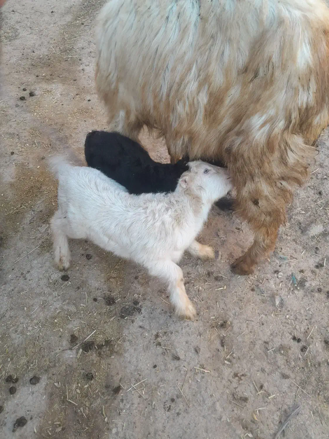 بز ماده|حیوانات مزرعه|ثمرین, |دیوار