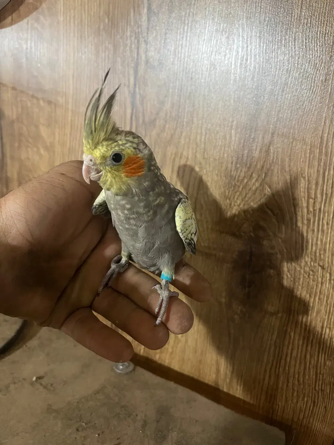 طوطی هلندی|پرنده|گلستان (تهران), |دیوار