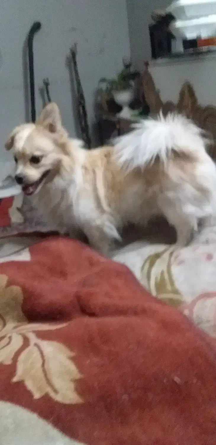 سگ پیدا شده|حیوانات|اصفهان, امیرعرب|دیوار