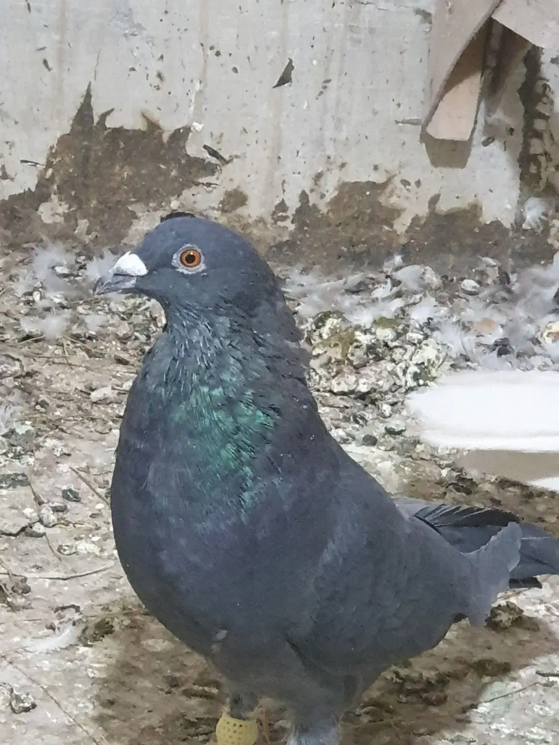 قره یا سیاه پلاکی نر|پرنده|مرودشت, بیست متری بیمارستان|دیوار