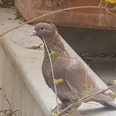 کبوترراهب|پرنده|قم, هنرستان|دیوار