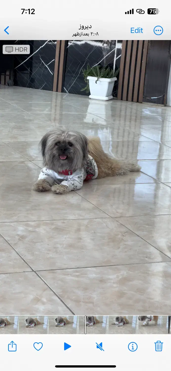 سگ شیتزو ۲ ساله|سگ|مریوان, |دیوار