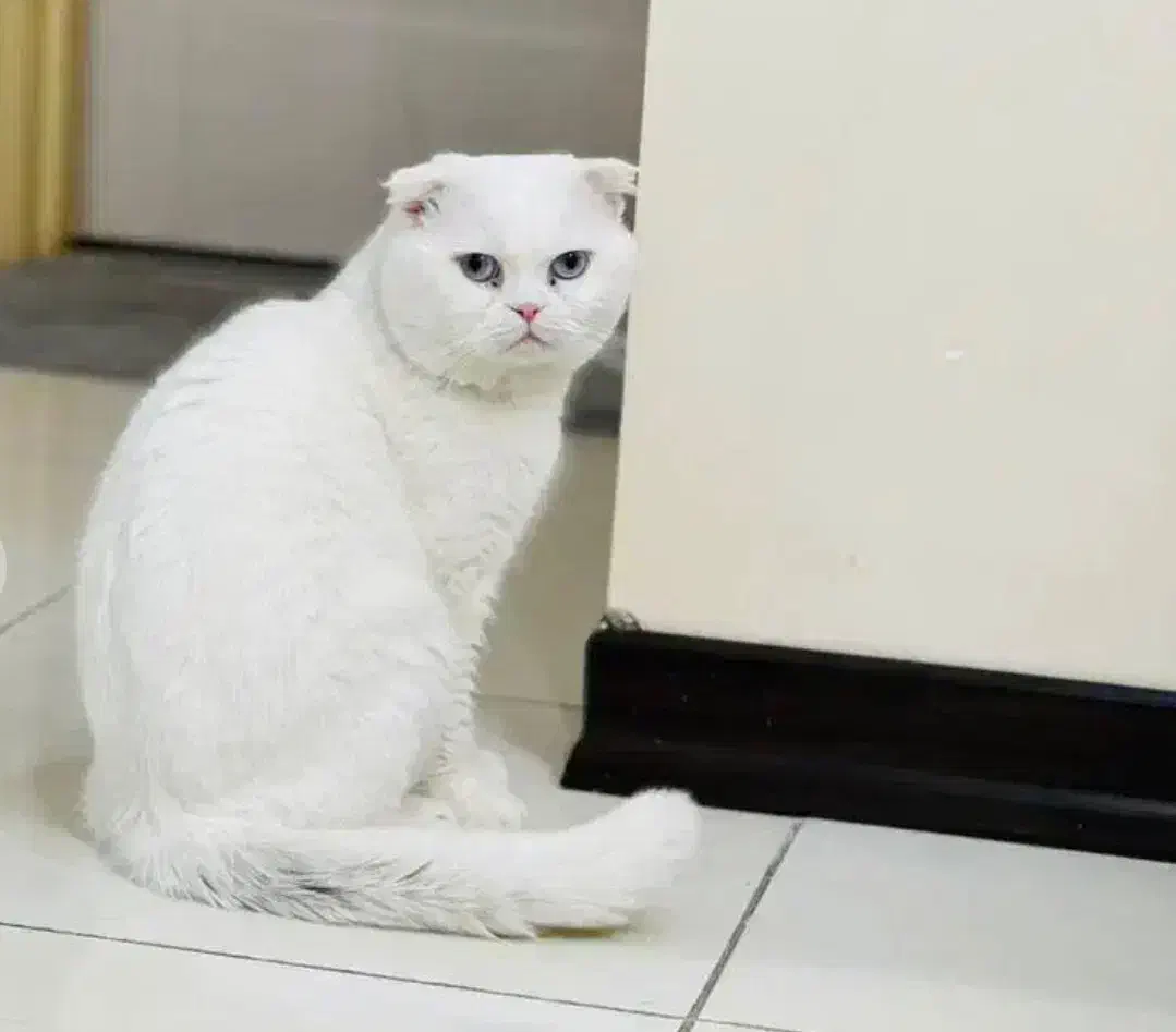 اسکاتیش سفید نر|گربه|اصفهان, جلفا|دیوار