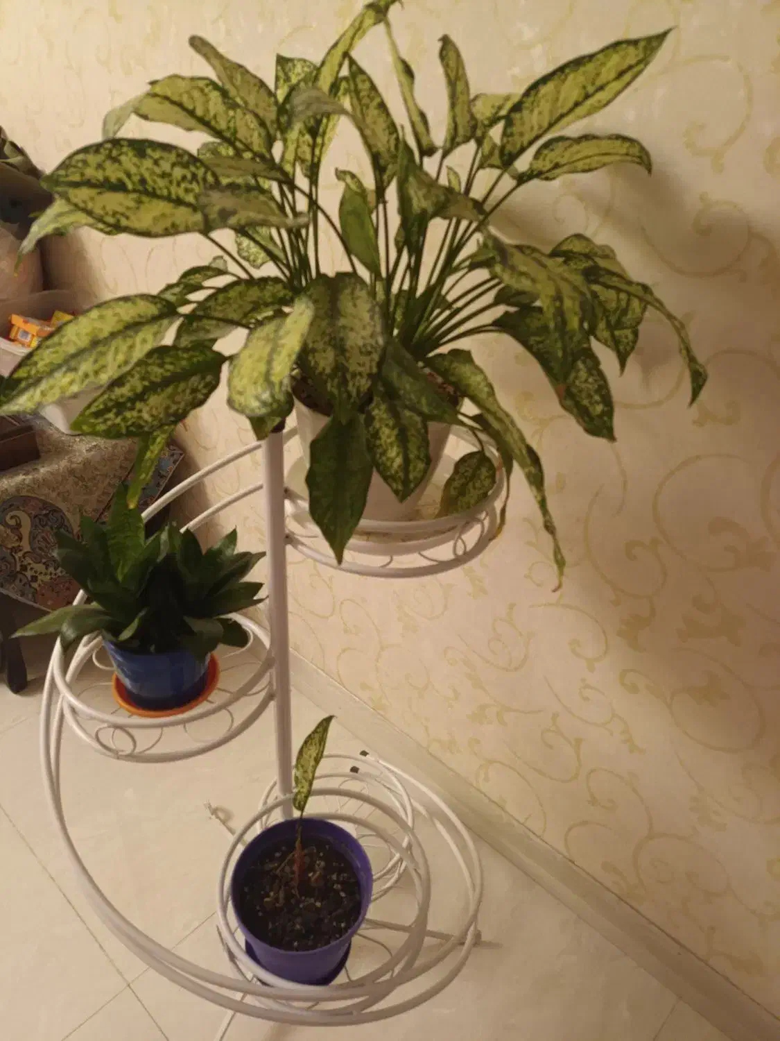 استند گلدان|گل و گیاه طبیعی|تهران, خواجه نظام الملک|دیوار