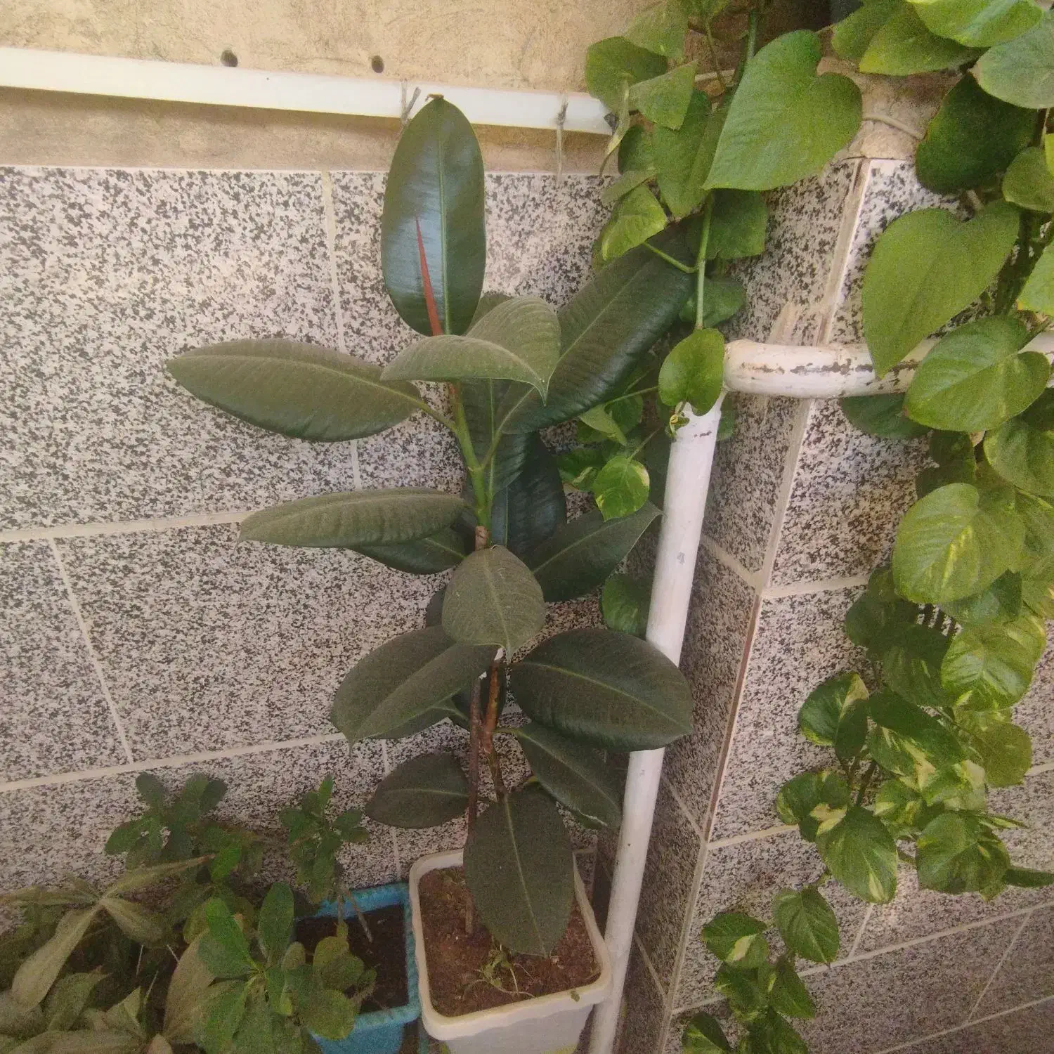 گل آپارتمانی فیکوس|گل و گیاه طبیعی|محمدیه-قزوین, |دیوار