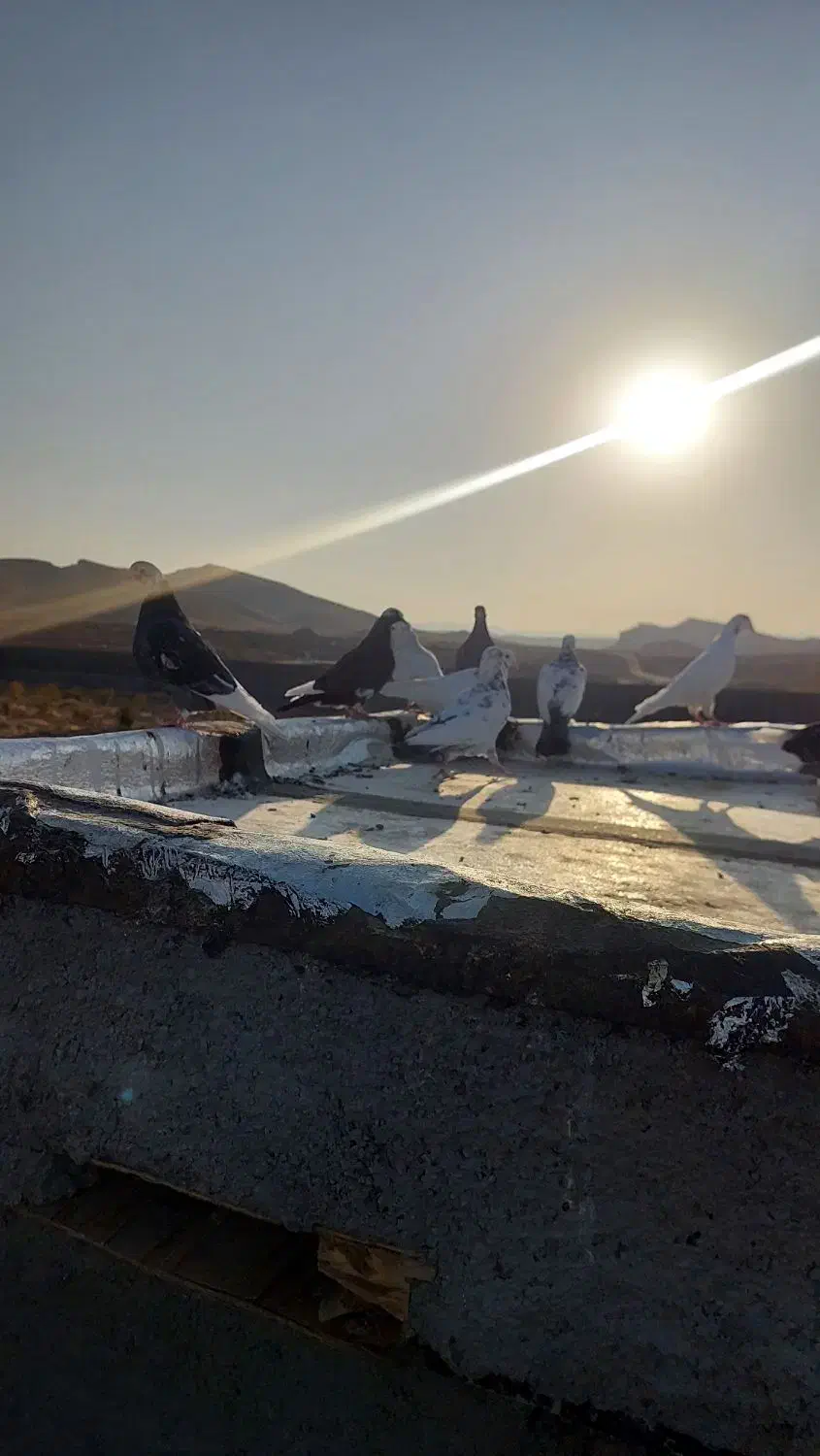 رنگی|پرنده|کهک, |دیوار